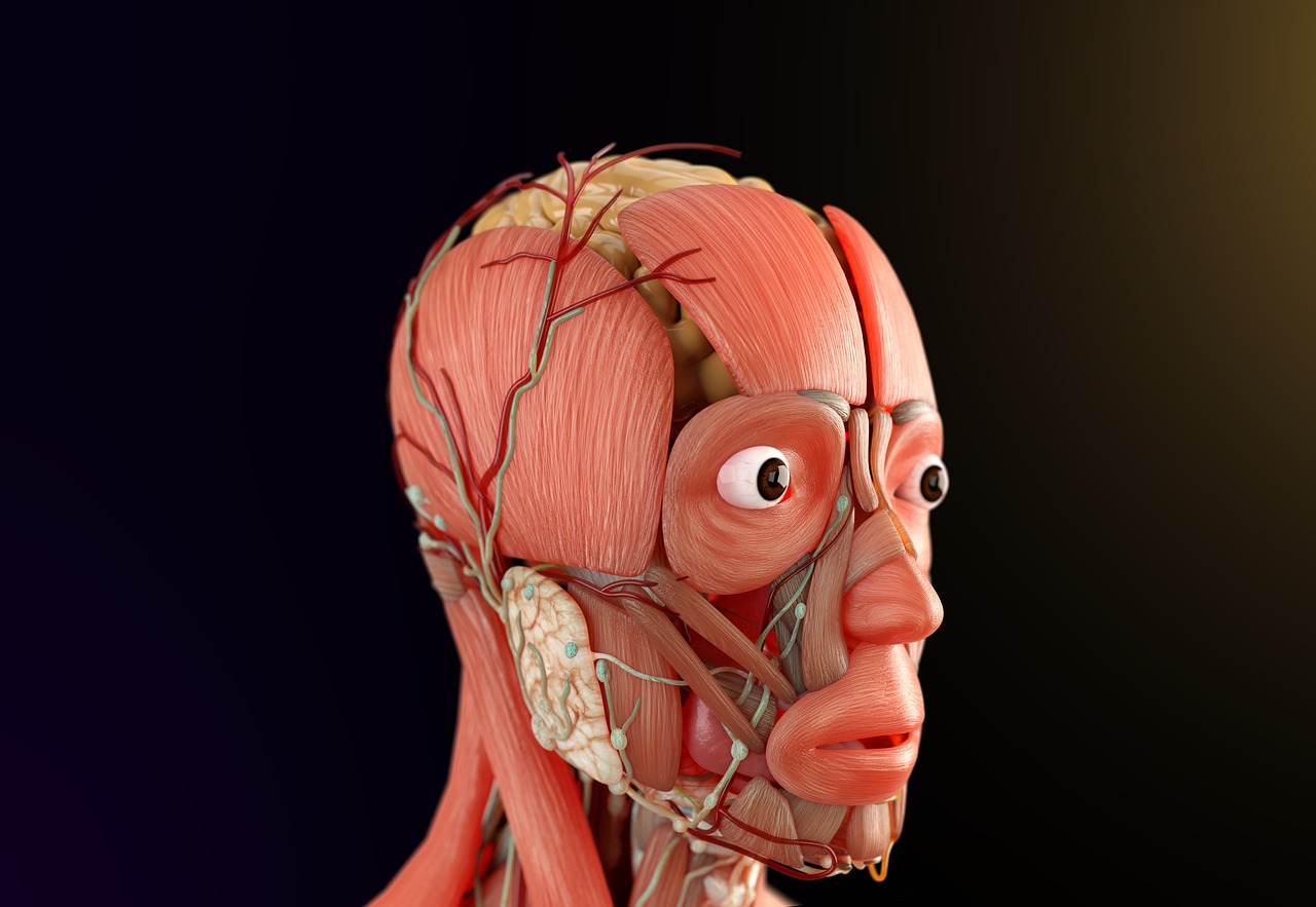 An illustration of the human digestive tract focusing on the small intestine.