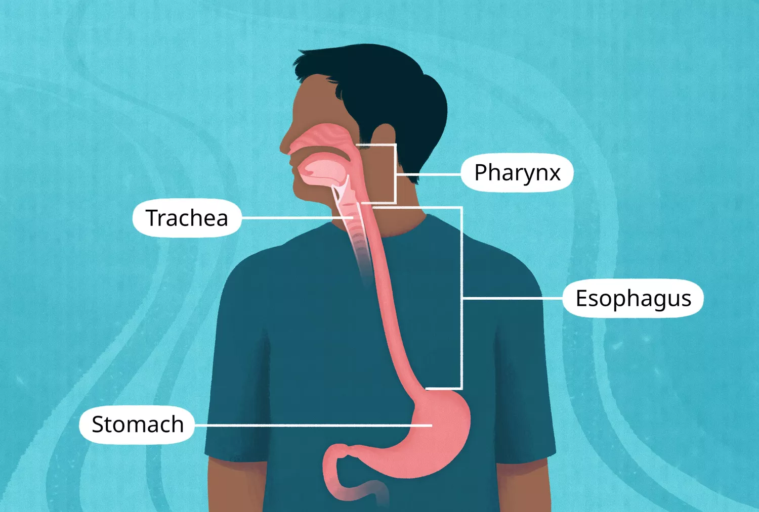 Anatomical illustration of a person highlighting the esophagus and its surrounding structures from the throat to the stomach.